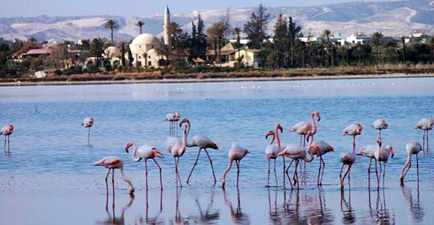 Collection of Storks close to Savanna La Mar